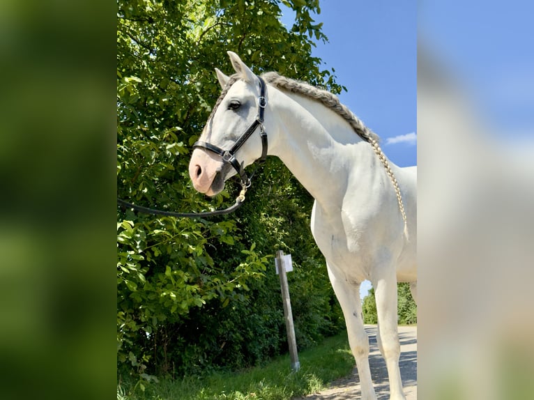 PRE Hengst 14 Jaar 166 cm Schimmel in Groß Enzersdorf