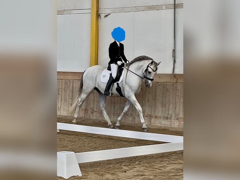 PRE Hengst 14 Jaar 166 cm Schimmel in Groß Enzersdorf