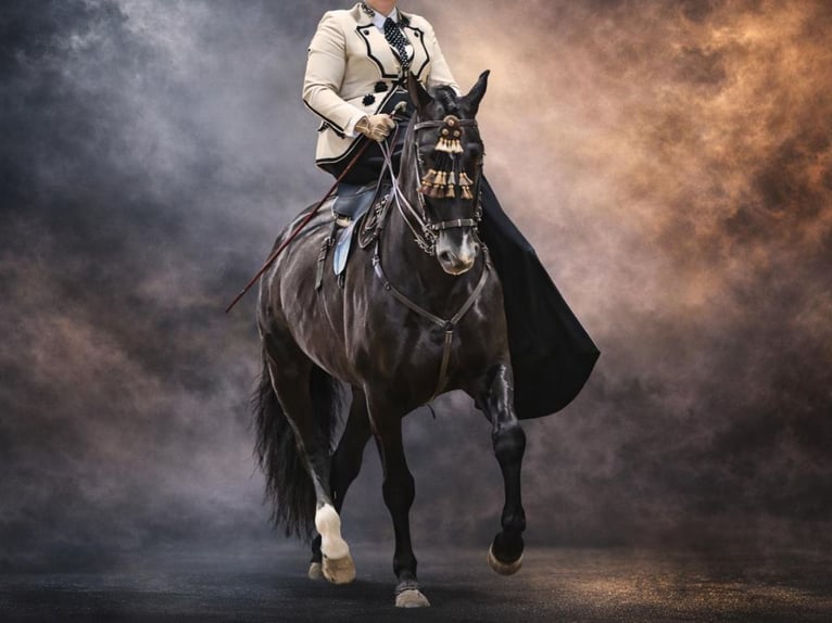 PRE Mix Hengst 14 Jaar 168 cm Zwart in Navas Del Madroño