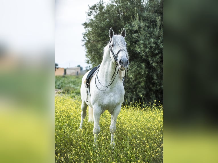 PRE Mix Hengst 14 Jaar 170 cm Appelschimmel in Martfeld