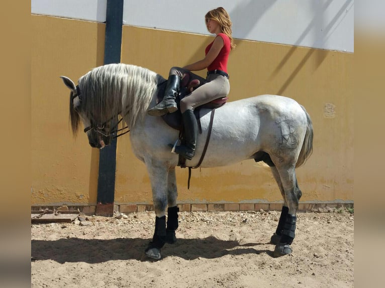 PRE Mix Hengst 14 Jaar 170 cm Appelschimmel in Martfeld