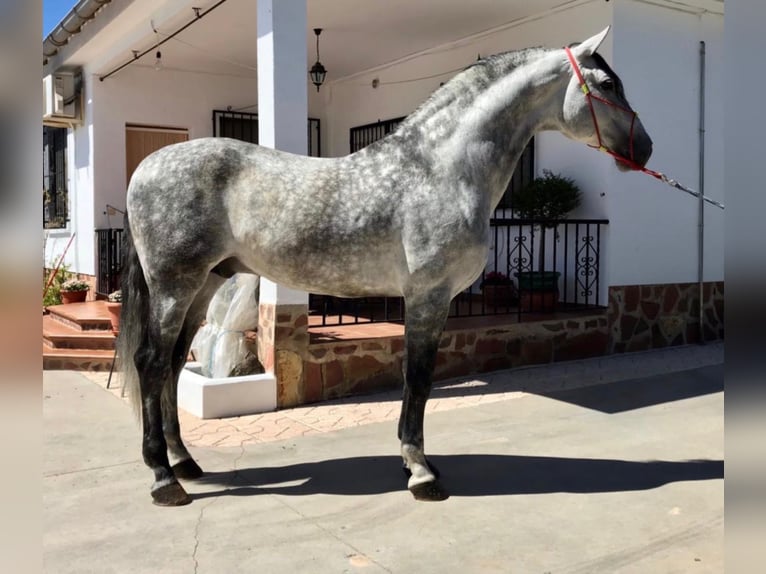 PRE Hengst 14 Jaar 171 cm Schimmel in NAVAS DEL MADROÑO