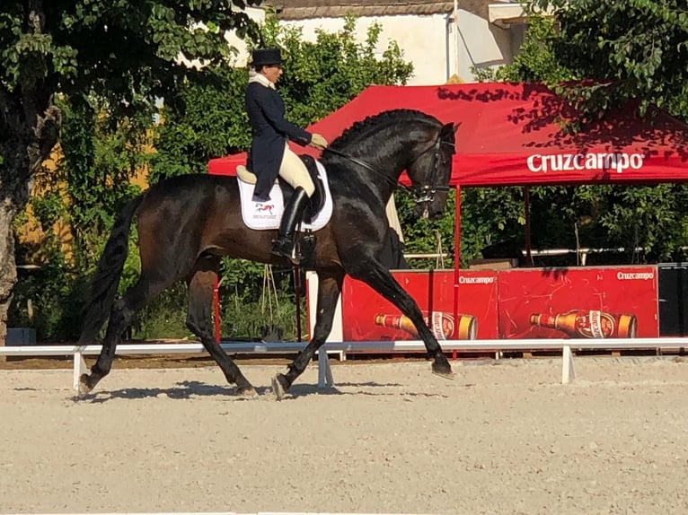 PRE Hengst 14 Jaar 180 cm Donkerbruin in Valencia