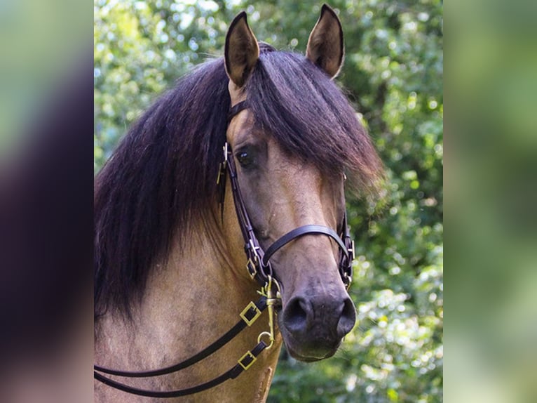PRE Mix Hengst 14 Jahre 160 cm Buckskin in Bad Feilnbach
