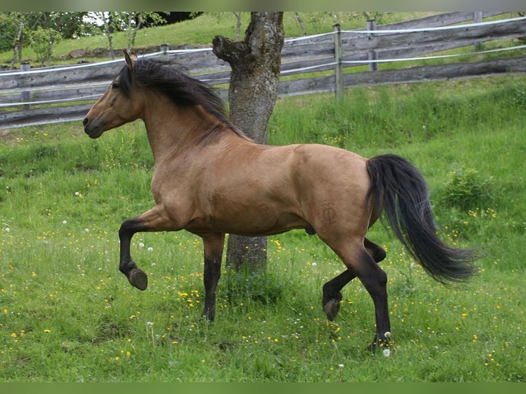 PRE Mix Hengst 14 Jahre 160 cm Buckskin in Bad Feilnbach