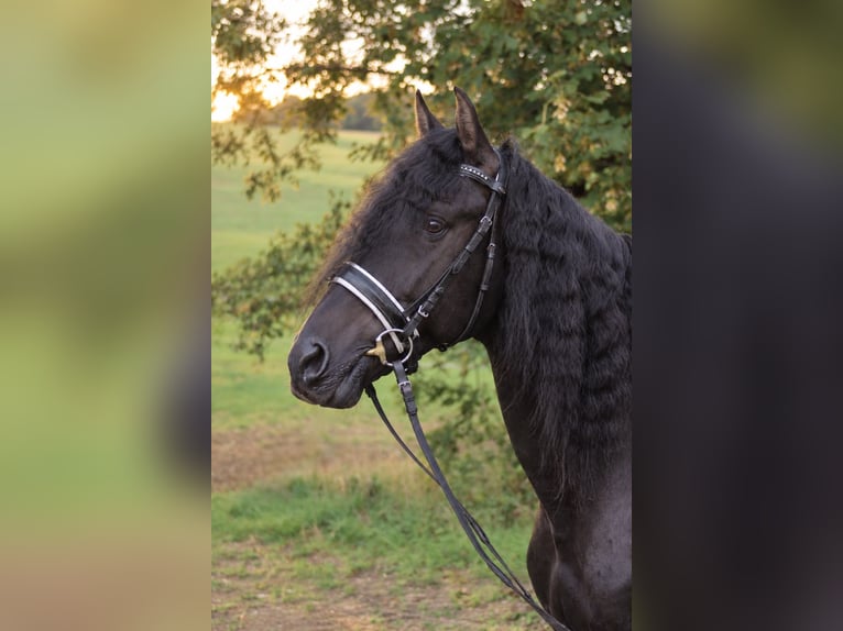 PRE Hengst 14 Jahre 163 cm Rappe in Graben