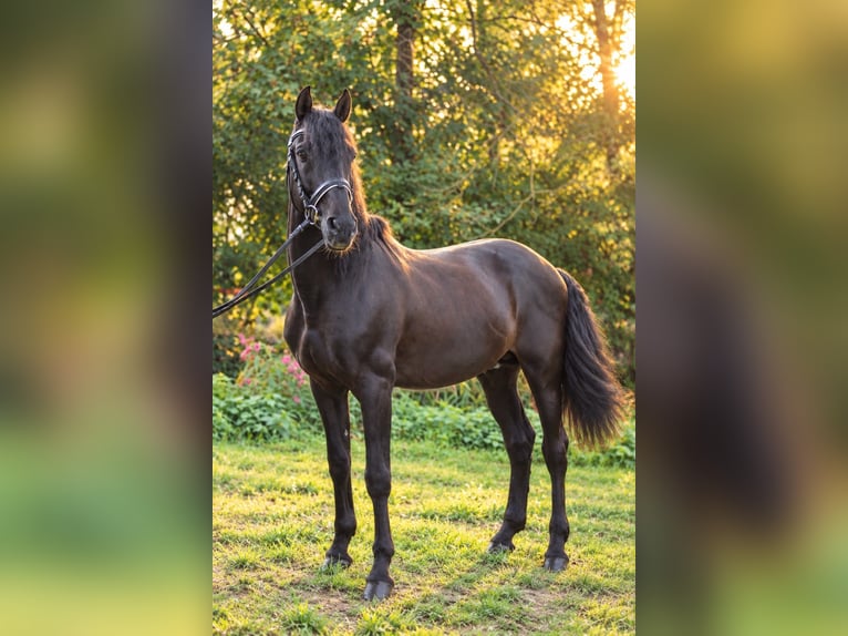 PRE Hengst 14 Jahre 163 cm Rappe in Graben