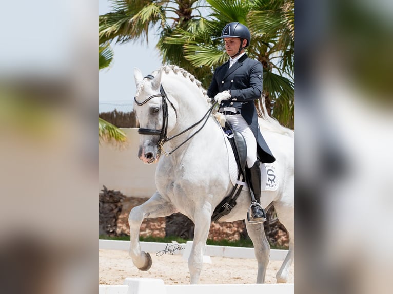 PRE Hengst 14 Jahre 165 cm Schimmel in Pedralba