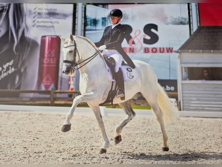 PRE Mix Hengst 14 Jahre 165 cm White in Rebecq
