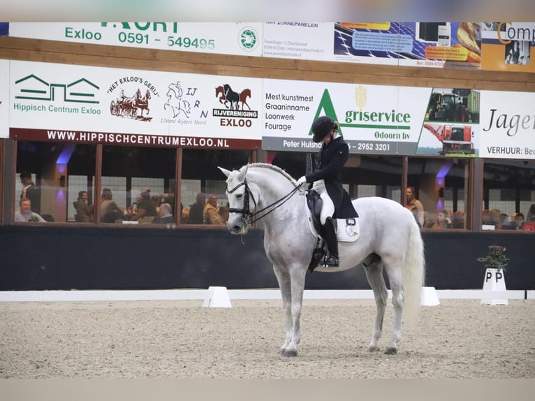 PRE Mix Hengst 14 Jahre 165 cm White in Rebecq