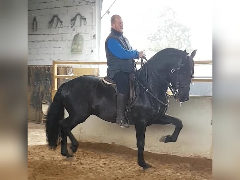 PRE Mix Hengst 14 Jahre 168 cm Rappe in AvonBadajoz