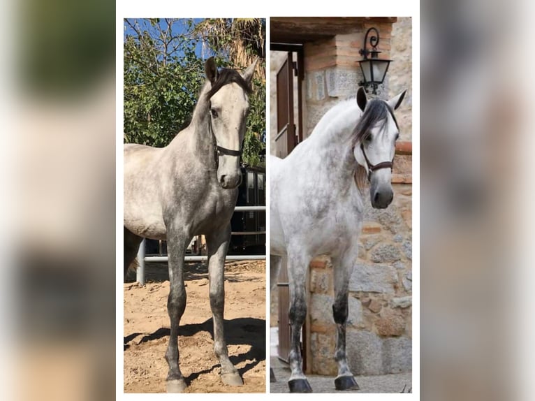 PRE Hengst 14 Jahre 170 cm Schimmel in Pedroche