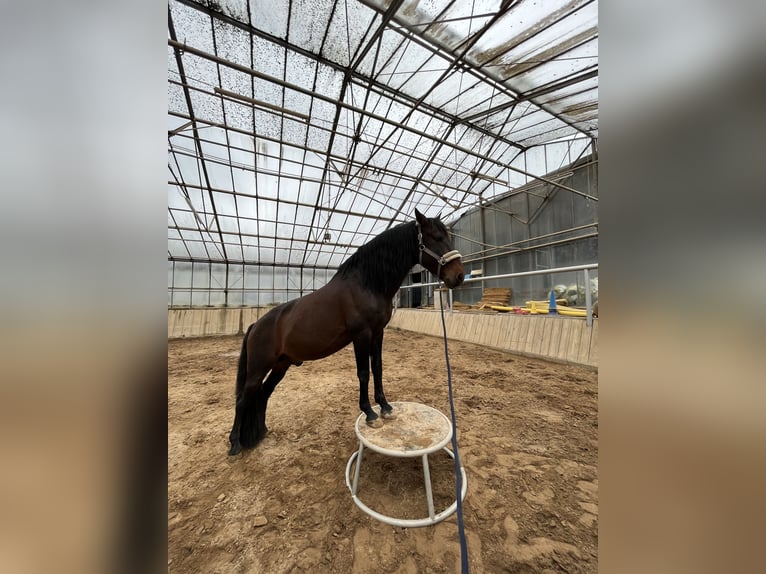 PRE Hengst 15 Jaar 160 cm Donkerbruin in Roßdorf