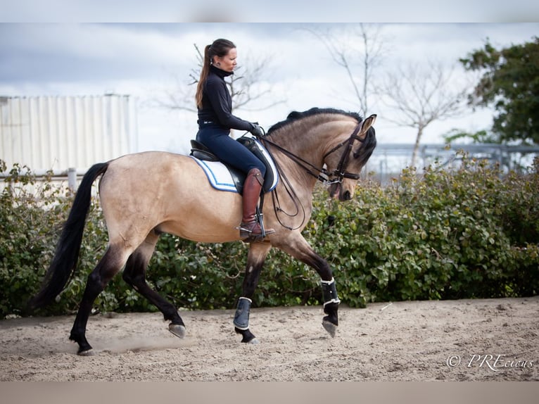 PRE Mix Hengst 15 Jaar 160 cm Falbe in SEVILLA