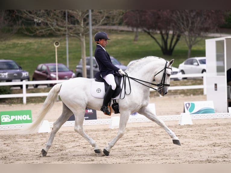 PRE Hengst 15 Jaar 160 cm Schimmel in Talavera De La Reina