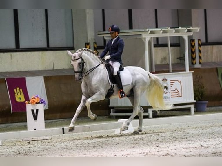 PRE Hengst 15 Jaar 160 cm Schimmel in Talavera De La Reina