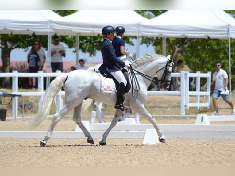 PRE Hengst 15 Jaar 160 cm Schimmel in Talavera De La Reina