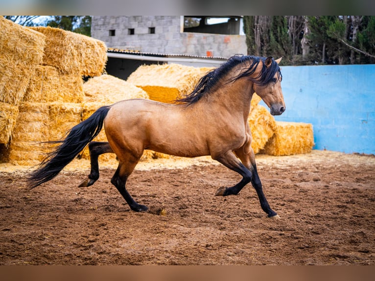 PRE Hengst 15 Jaar 163 cm Falbe in Valencia