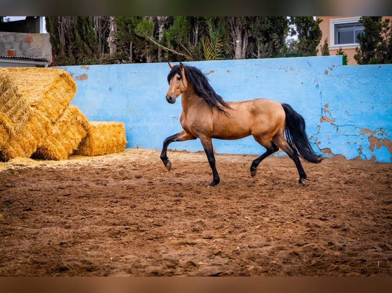 PRE Hengst 15 Jaar 163 cm Falbe in Valencia