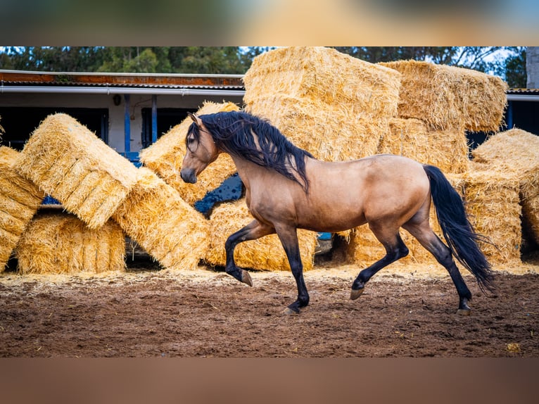 PRE Hengst 15 Jaar 163 cm Falbe in Valencia