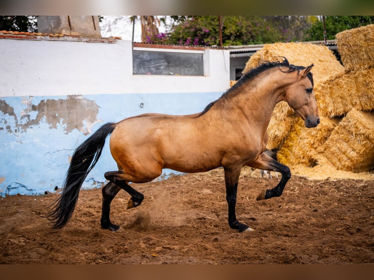 PRE Hengst 15 Jaar 163 cm Falbe in Valencia