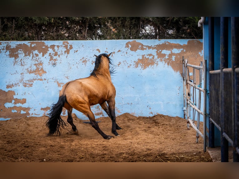 PRE Hengst 15 Jaar 163 cm Falbe in Valencia