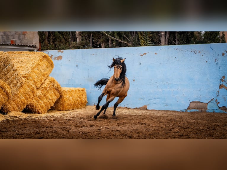 PRE Hengst 15 Jaar 163 cm Falbe in Valencia