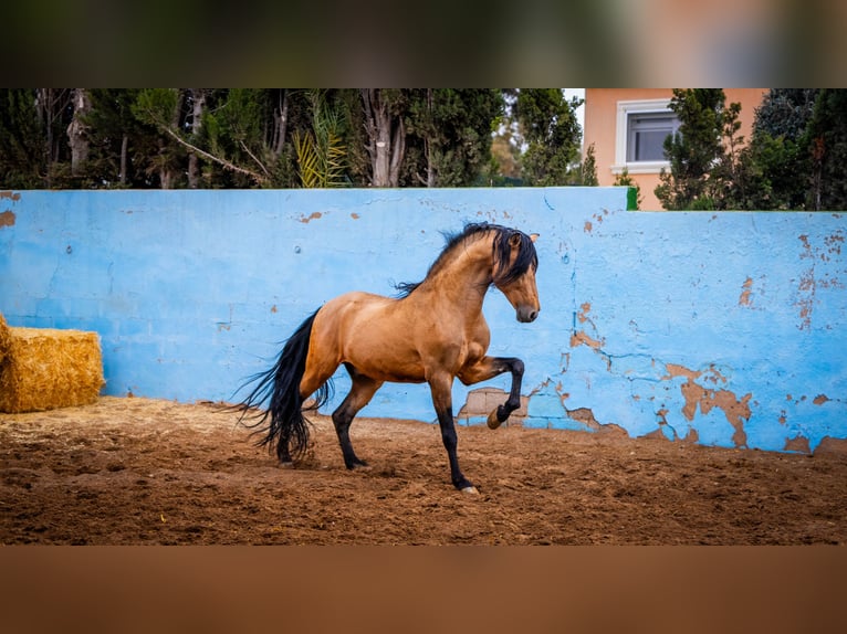 PRE Hengst 15 Jaar 163 cm Falbe in Valencia