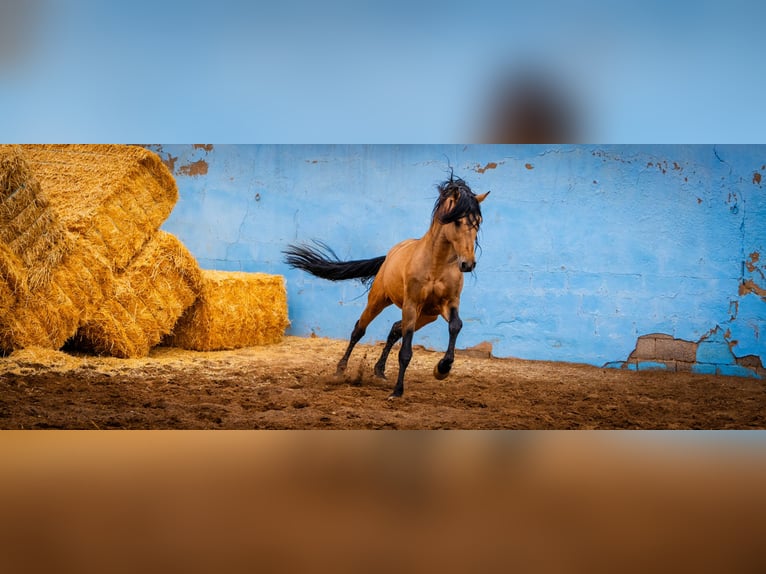 PRE Hengst 15 Jaar 163 cm Falbe in Valencia