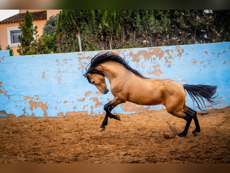 PRE Hengst 15 Jaar 163 cm Falbe in Valencia