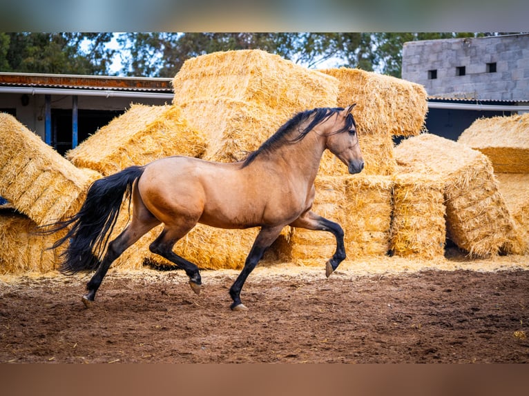 PRE Hengst 15 Jaar 163 cm Falbe in Valencia