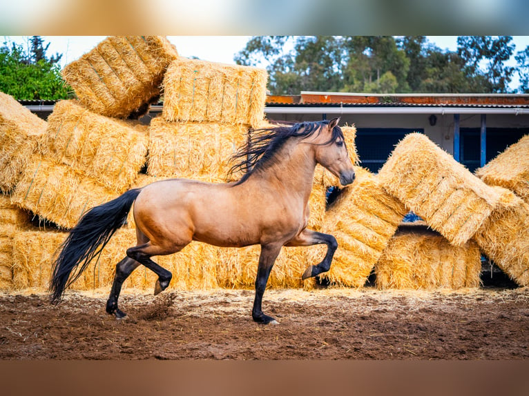 PRE Hengst 15 Jaar 163 cm Falbe in Valencia