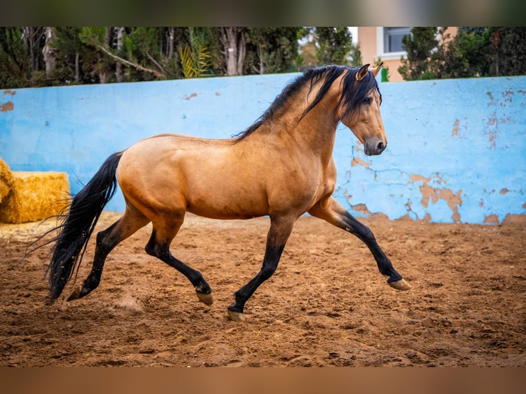 PRE Hengst 15 Jaar 163 cm Falbe in Valencia