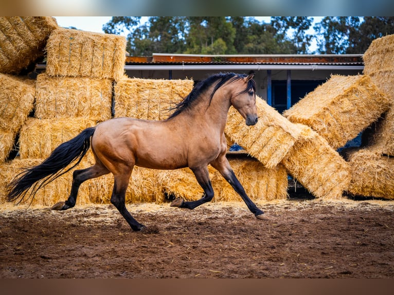 PRE Hengst 15 Jaar 163 cm Falbe in Valencia