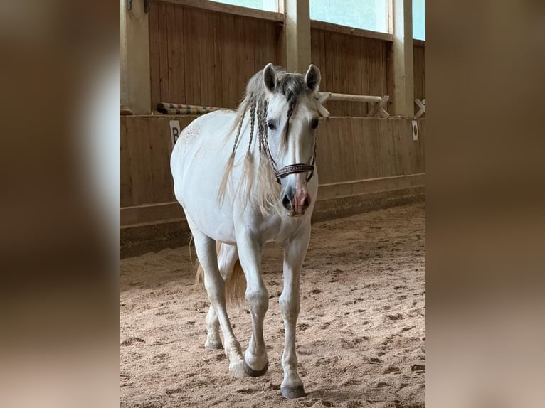 PRE Hengst 15 Jaar 165 cm Schimmel in Dielsdorf