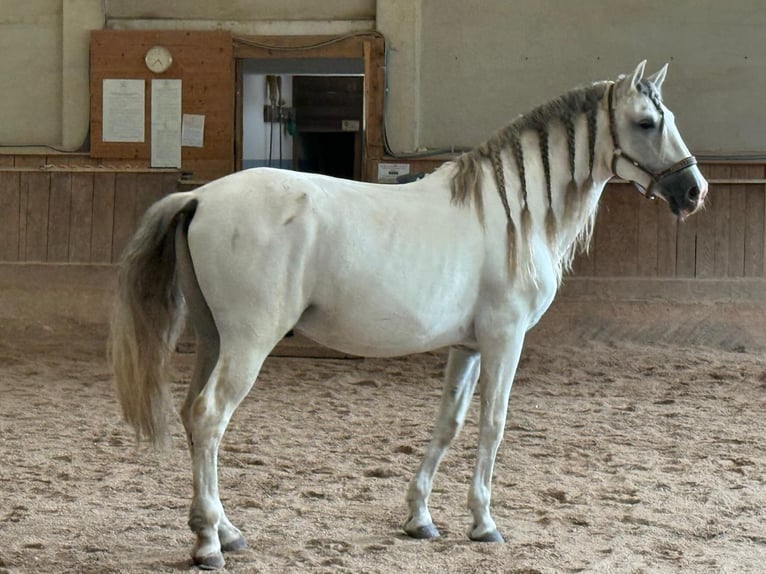 PRE Hengst 15 Jaar 165 cm Schimmel in Dielsdorf