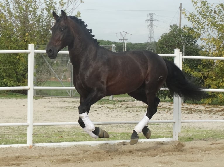PRE Hengst 15 Jaar 170 cm Donkerbruin in Cubas De La Sagra
