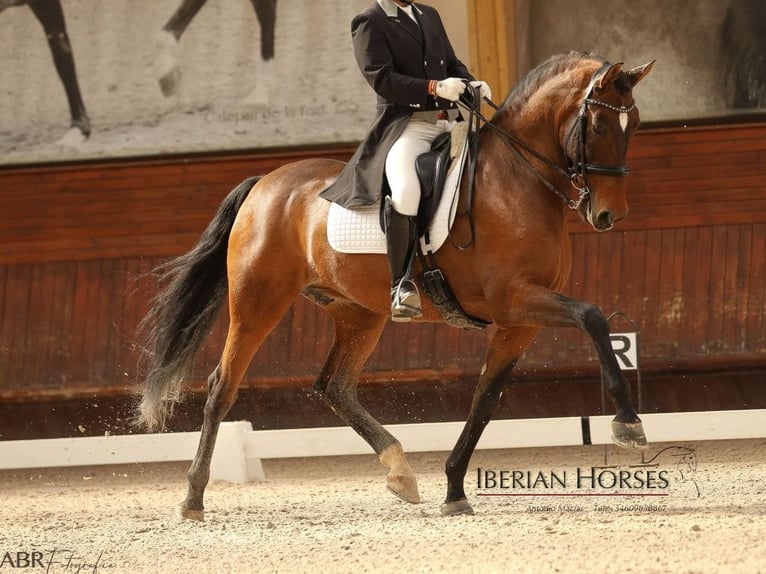 PRE Mix Hengst 15 Jaar 171 cm Bruin in Navas Del Madroño