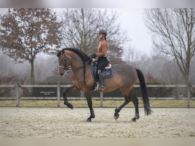 PRE Hengst 15 Jaar 172 cm Bruin in Meerdonk