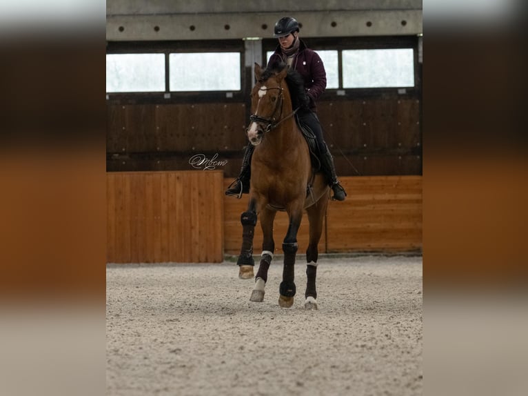 PRE Hengst 15 Jaar 172 cm Roodbruin in HEUVELLAND