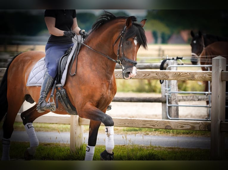 PRE Hengst 15 Jaar 172 cm Roodbruin in HEUVELLAND