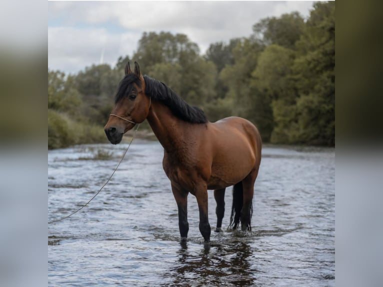 PRE Hengst 15 Jahre 157 cm Brauner in Jülich