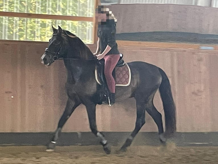 PRE Mix Hengst 15 Jahre 158 cm Falbe in Lubmin