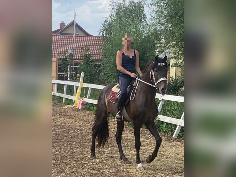 PRE Mix Hengst 15 Jahre 158 cm Falbe in Lubmin
