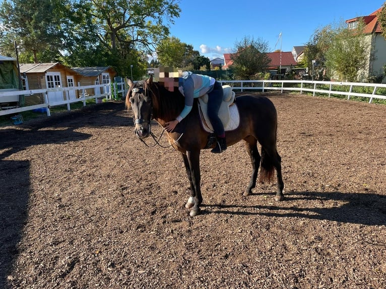 PRE Mix Hengst 15 Jahre 158 cm Falbe in Lubmin