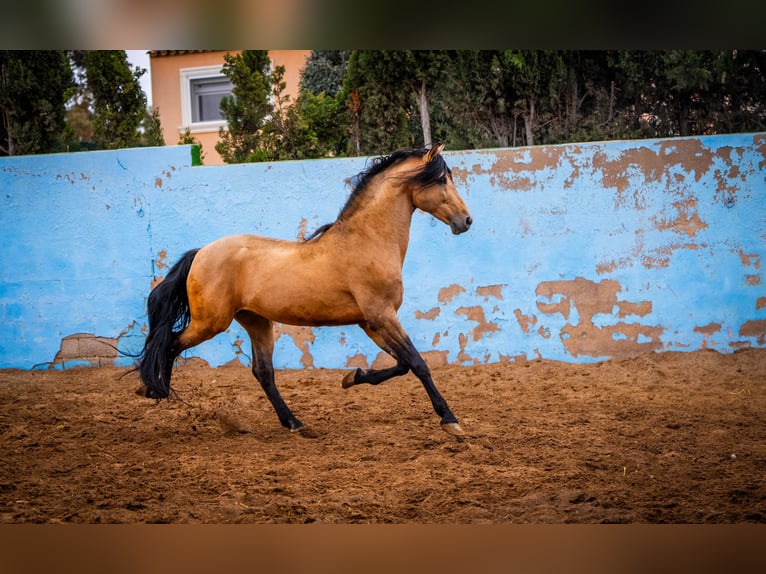 PRE Hengst 15 Jahre 163 cm Falbe in Valencia