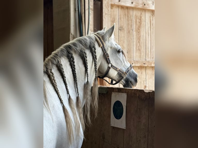 PRE Hengst 15 Jahre 165 cm Schimmel in Dielsdorf