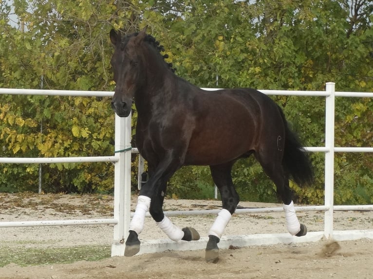PRE Hengst 15 Jahre 170 cm Dunkelbrauner in Cubas De La Sagra