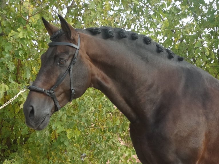 PRE Hengst 15 Jahre 170 cm Dunkelbrauner in Cubas De La Sagra