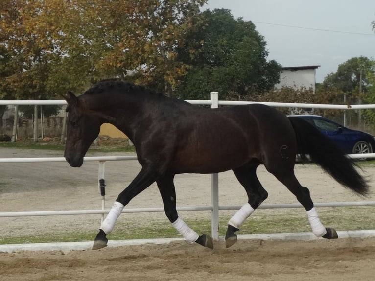 PRE Hengst 15 Jahre 170 cm Dunkelbrauner in Cubas De La Sagra